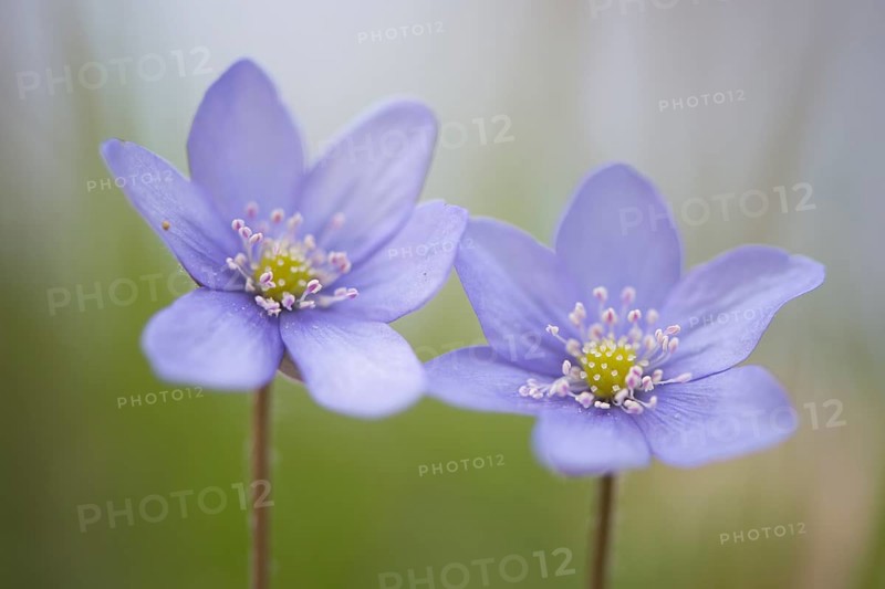 Anemone hepatica (Hepatica nobilis)