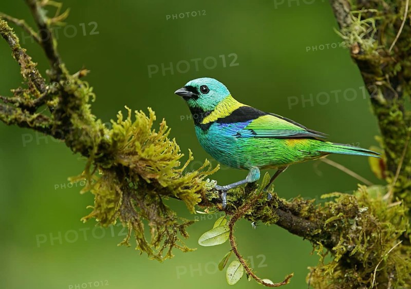 Three-coloured Tanager (Tangara seledon) sits on a branch