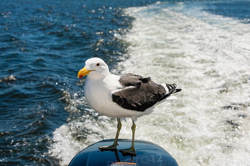 Kelp Gull (Larus dominicanus)
