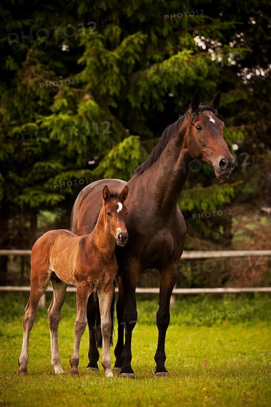 Brown mare and foal