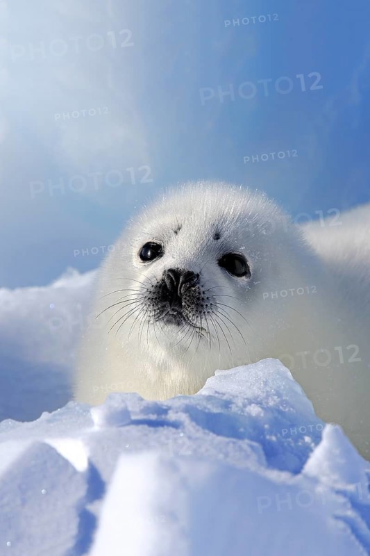 Harp Seal or Saddleback Seal (Pagophilus groenlandicus