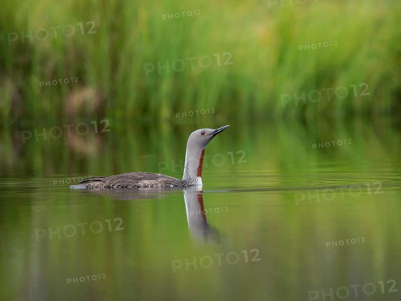Red-throated loon (Gavia stellata)