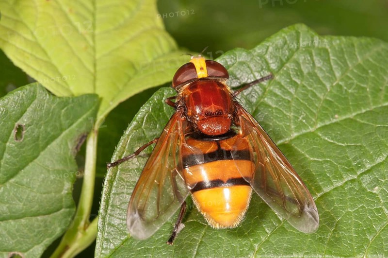 Hornet mimic hoverfly (Volucella zonaria)