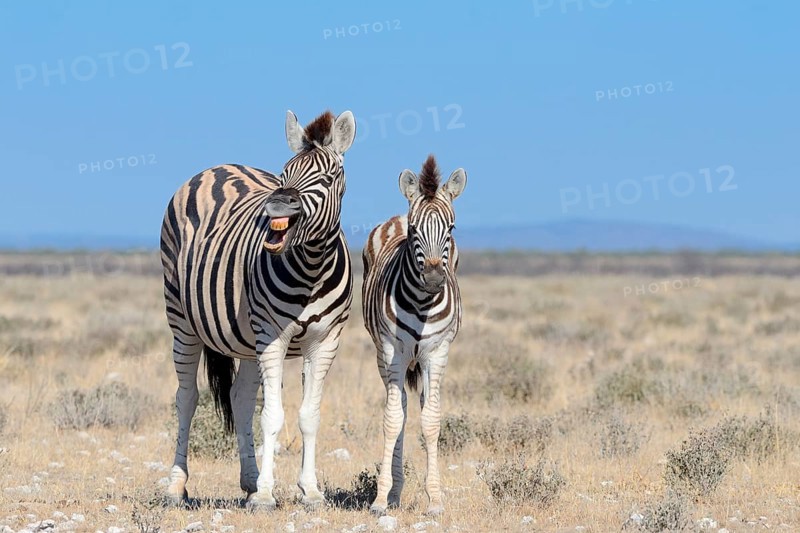 Burchell's Zebras (Equus burchelli)