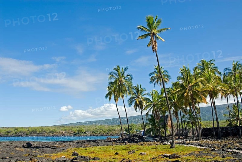 Palm grove