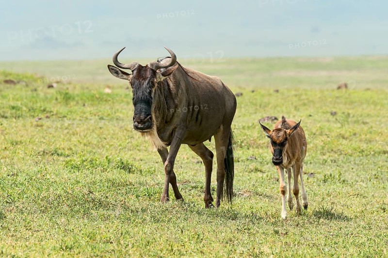 Blue Wildebeest (Connochaetes taurinus)