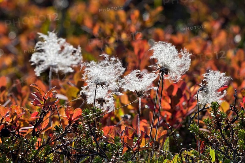 Mountain Avens (Dryas octopetala)