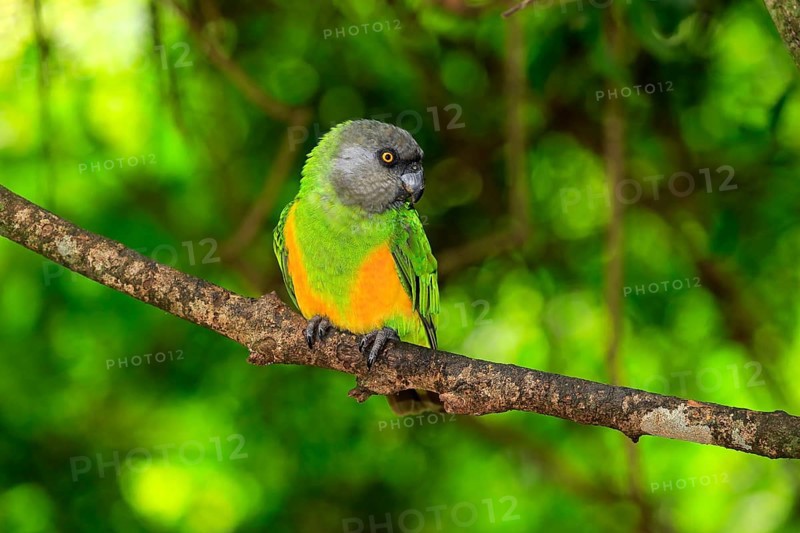 Senegal Parrot (Poicephalus senegalus)