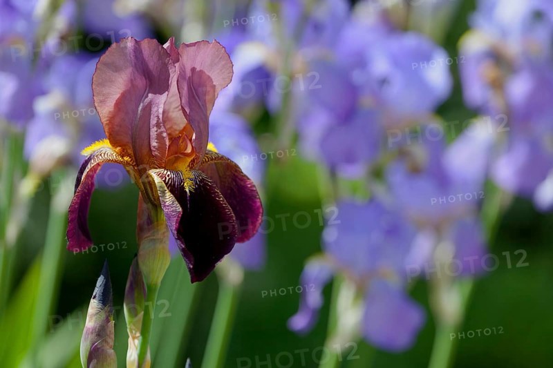 Bearded Iris