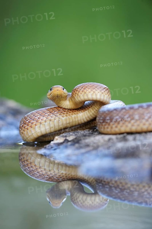 Aesculapian Snake (Zamenis longissimus) at water's edge