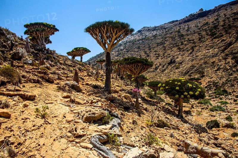 Socotra Dragon Trees or Dragon Blood Trees (Dracaena cinnabari)