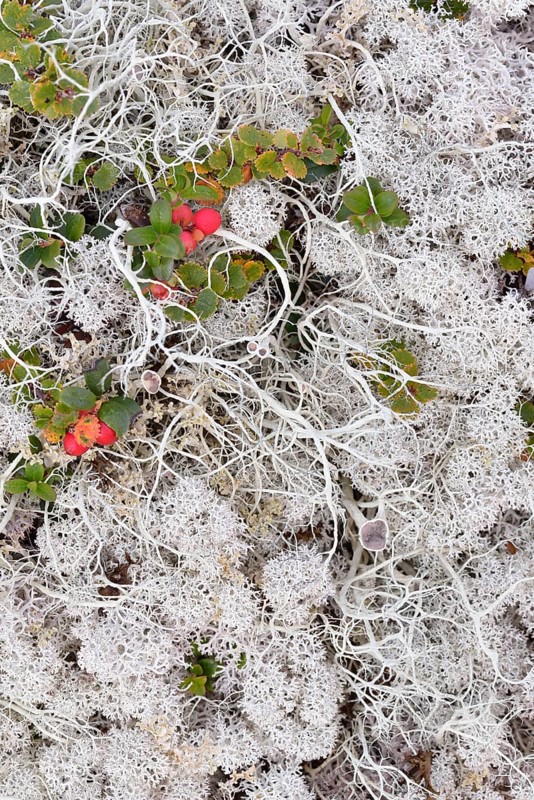 Overgrown ground with reindeer moss in a Fjell landscape