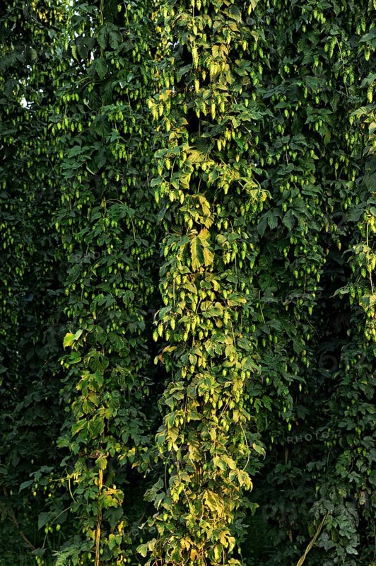Hop plants (Humulus lupulus)