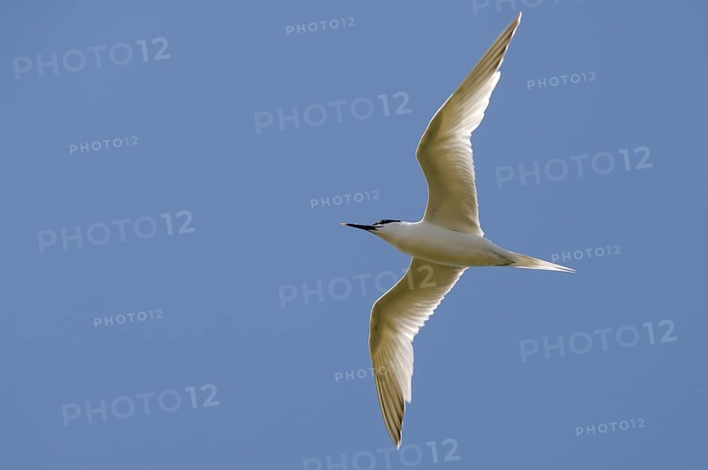 Sandwich Tern (Sterna sandvicensis)
