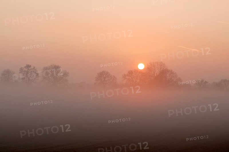 Sunrise with trees and fog