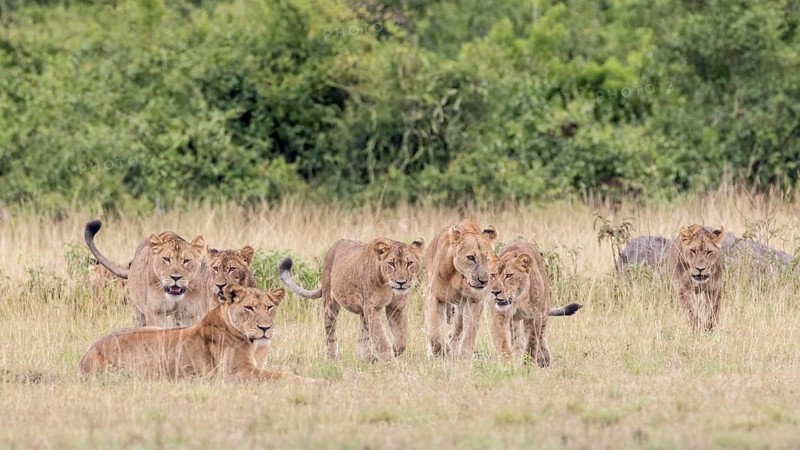 Lions (Panthera leo)