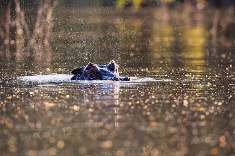 Hippopotamus (Hippopotamus amphibicus)