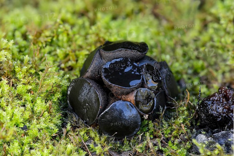 Black Bulgar (Bulgaria inquinans)