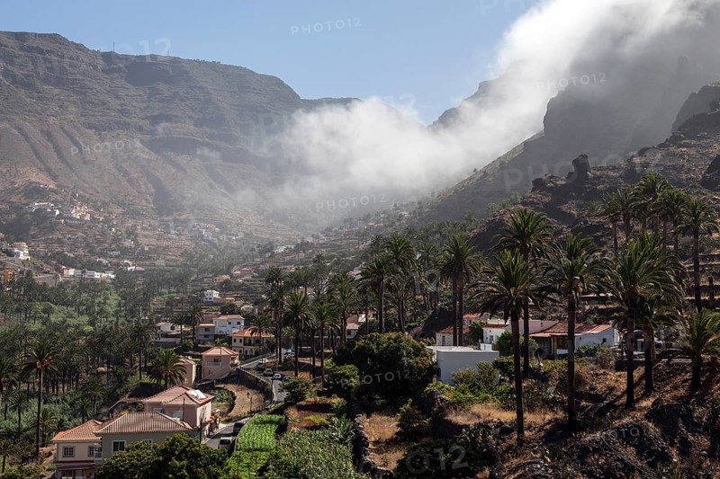 Canary Island Date Palms (Phoenix canariensis)