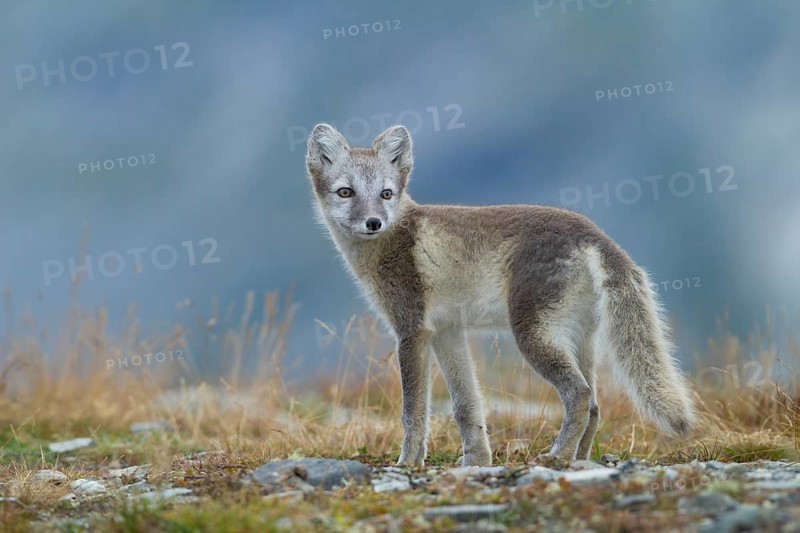 Arctic fox (Vulpes lagopus)
