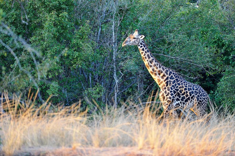 Rhodesian giraffe (Giraffa camelopardalis thornicrofti)