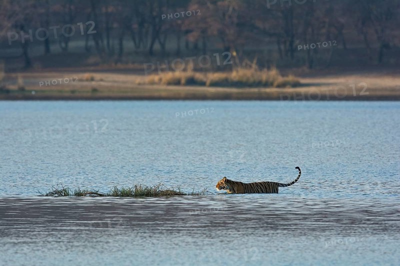 Wild Indian Tiger or Bengal Tiger (Panthera tigris tigris) walking through the blue water of a lake in Ranthambhore National Park