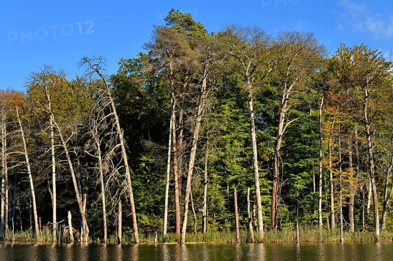 Lake Schweingartensee in the autumn