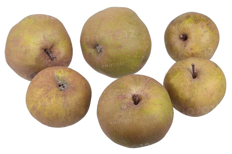 Apple variety Gray Fall Reinette
