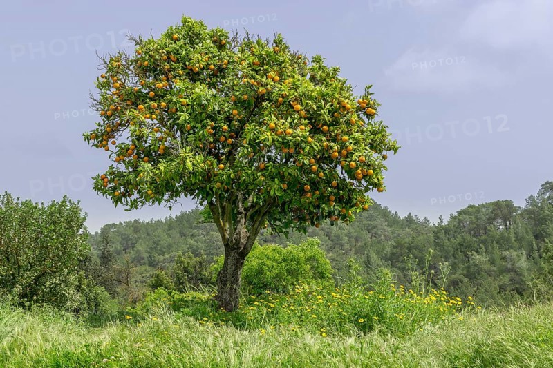 Orange tree
