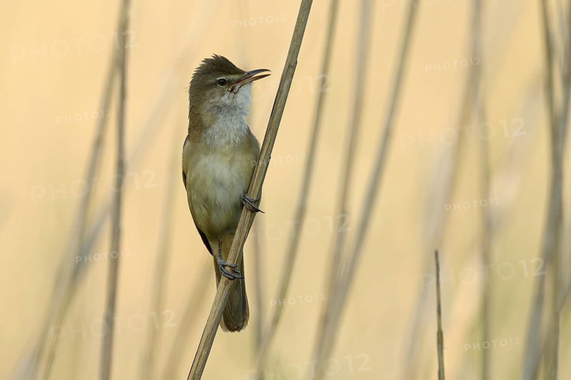 Great Reed Warbler (Acrocephalus arundinaceus)