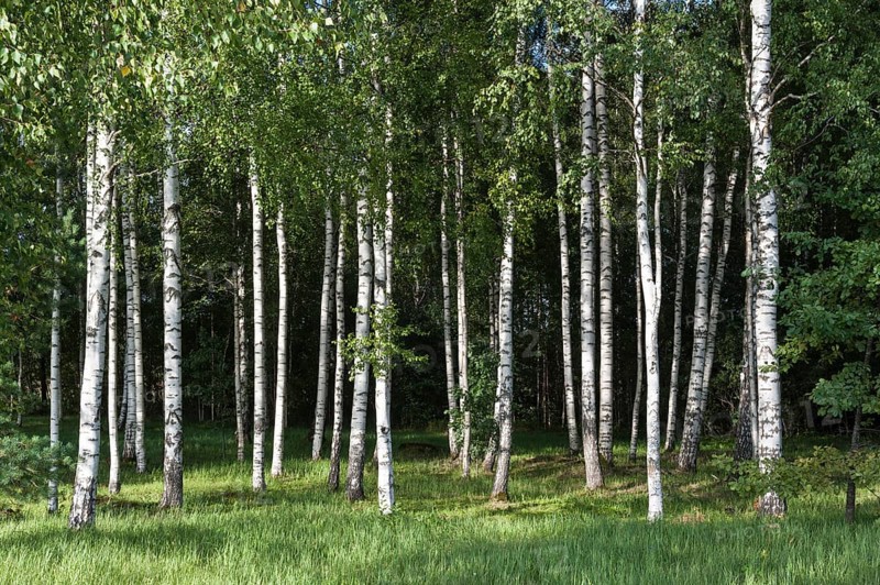 Birch forest (Betula) on the Baltic coast of the Baltic Sea