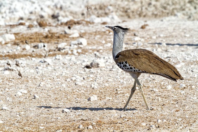 Kori Bustard (Ardeotis kori)