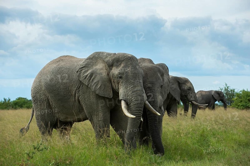 African Elephants (Loxodonta africana)