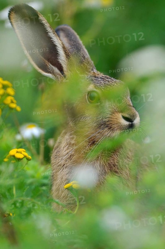 Hare (Lepus europaeus) sitting between flowers