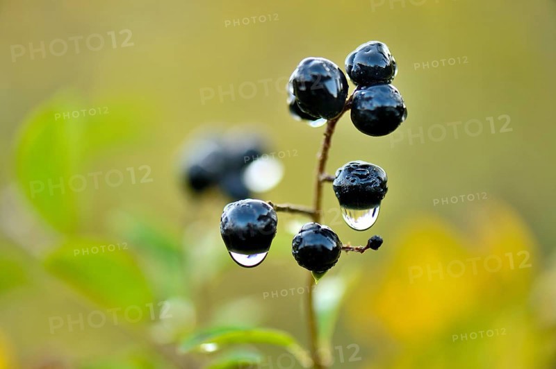 Privet (Ligustrum vulgare) with berries and dewdrops