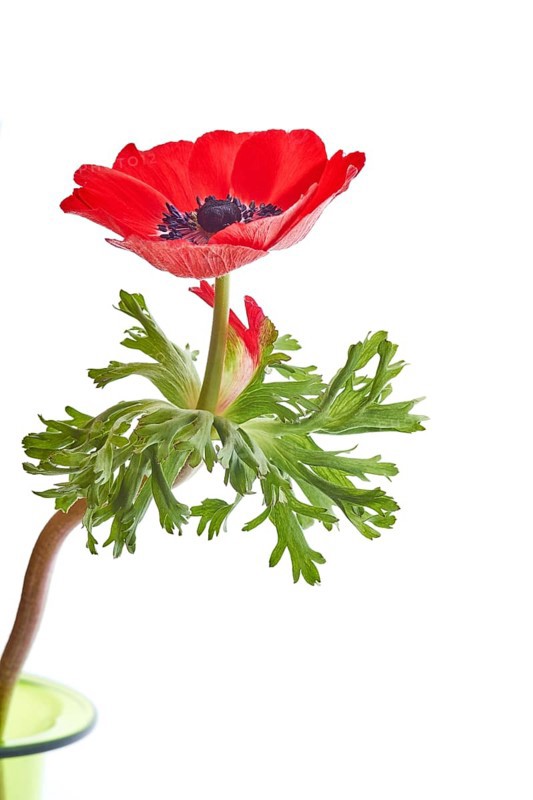 Poppy Anemone or Spanish Marigold (Anemone coronaria)