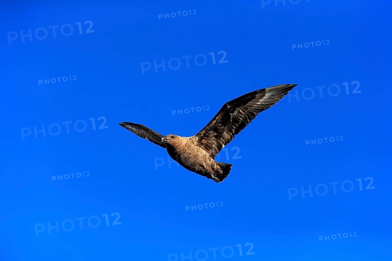 Subantarctic Skua or Brown Skua (Stercorarius antarcticus lonnbergi)