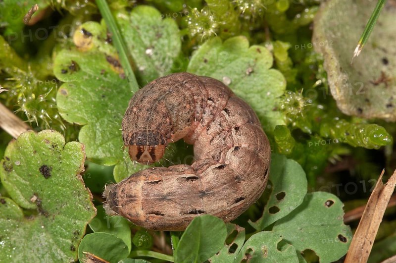 Large Yellow Underwing Moth (Noctua pronuba)