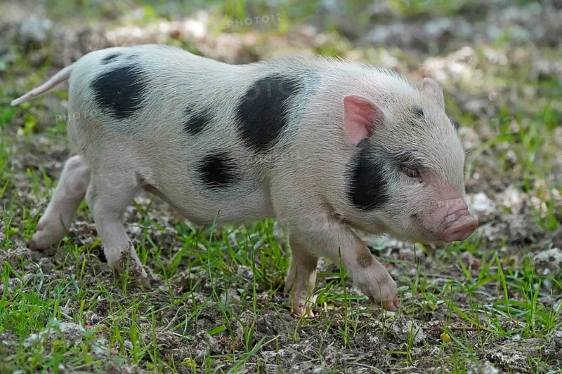 Mini pig Piglet