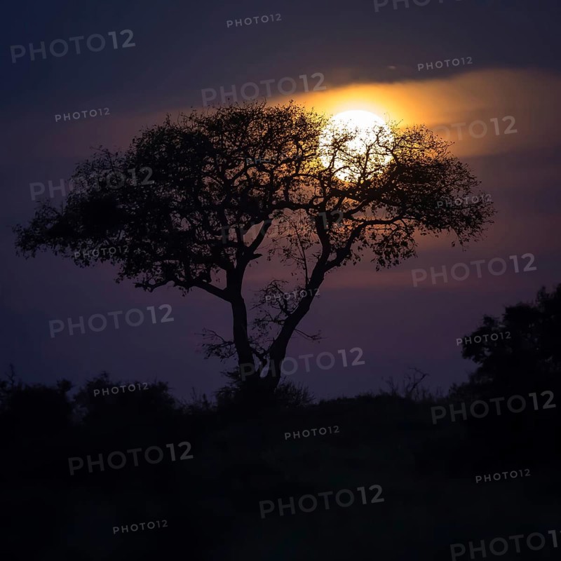 Umbrella thorn acacia (umbrella acacia tortilis) with full moon