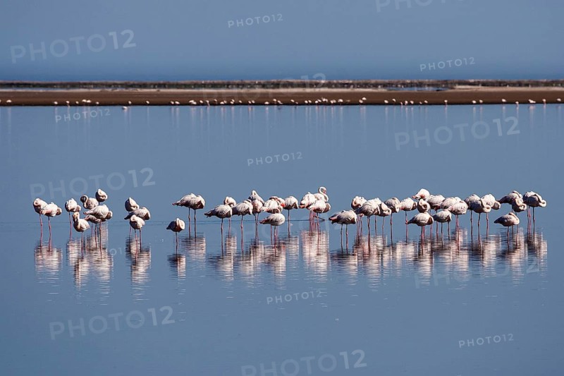Greater Flamingos (Phoenicopterus roseus)