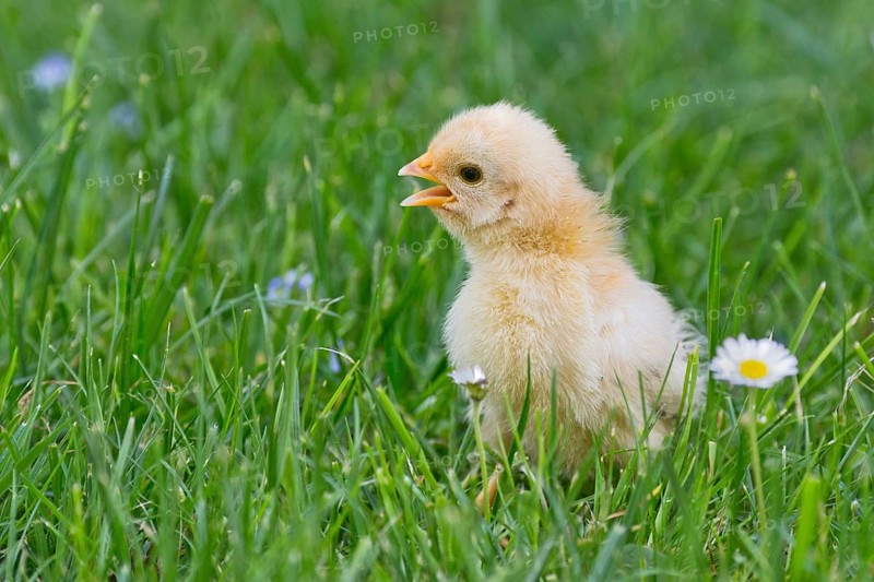 Bantam chick