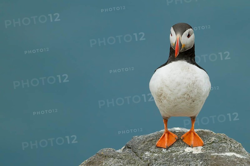 Puffin (Fratercula arctica) on a rock
