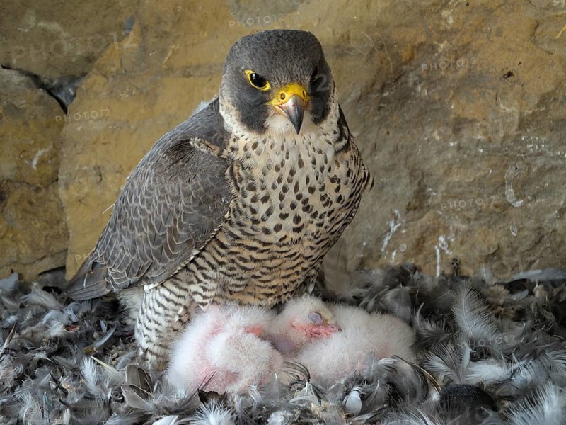 Peregrine Falcon (Falco peregrinus)
