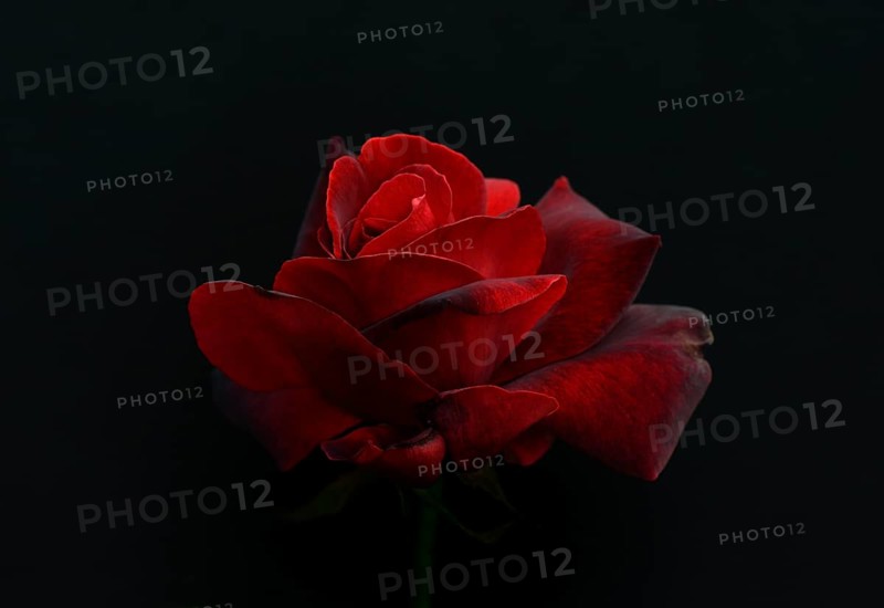 Rose Le Rouge et le Noir