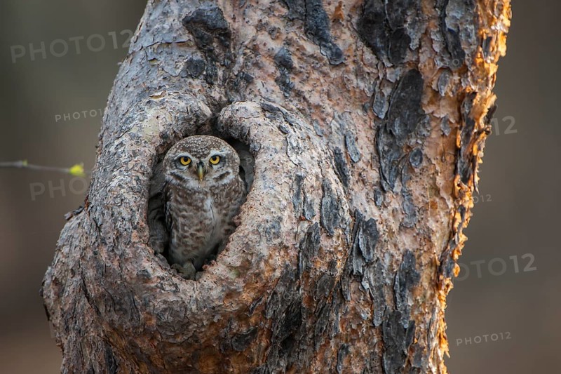 Spotted Owlet (Athene brama) in tree hole