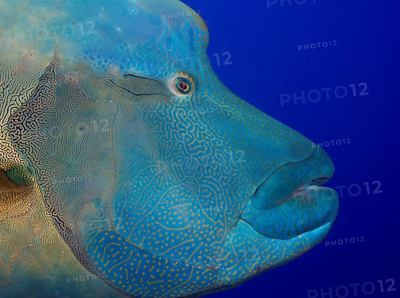 Humphead wrasse (Cheilinus undulatus)