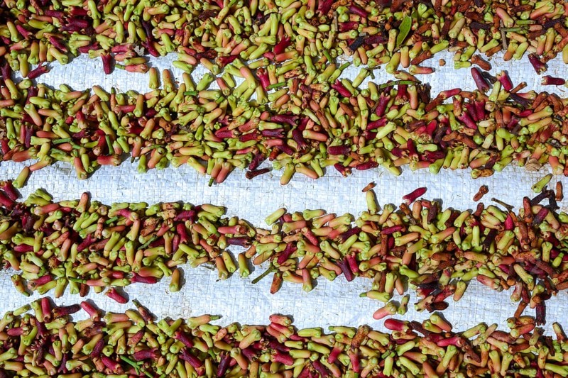 Freshly-harvested cloves (Syzygium aromaticum) laid out to dry