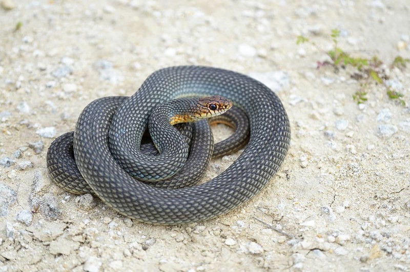 Caspian Whipsnake (Dolichophis caspius)