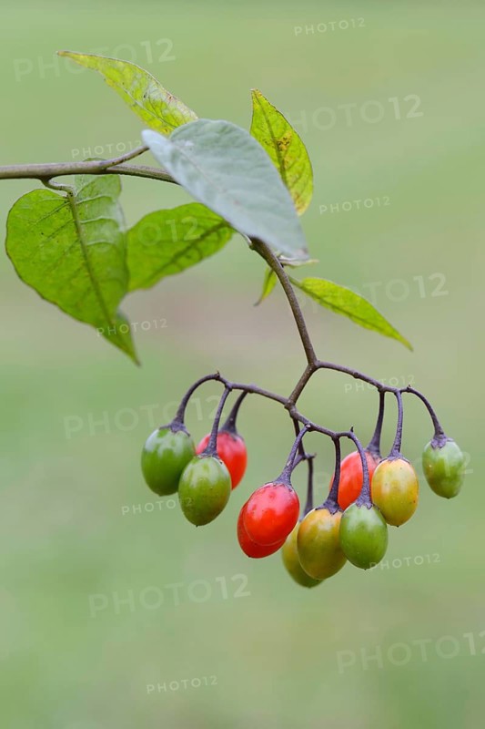 Bittersweet Nightshade (Solanum dulcamara)